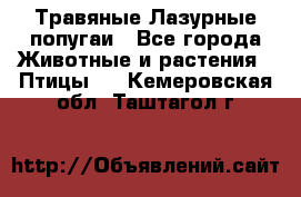 Травяные Лазурные попугаи - Все города Животные и растения » Птицы   . Кемеровская обл.,Таштагол г.